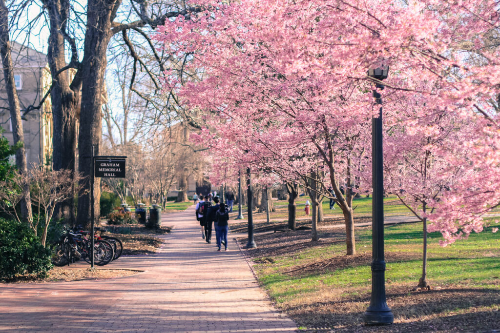 The cherry blossoms at the start of spring on UNC-Chapel Hill's campus.